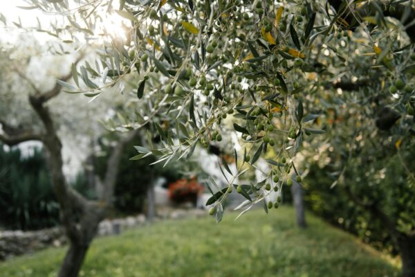 Bursa’da Zeytincilik Bursa'da Zeytincilik