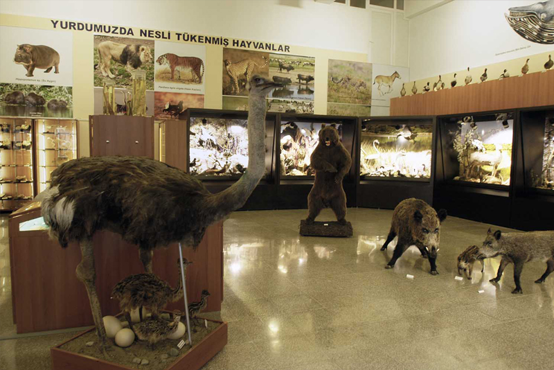 Bursa Zooloji Müzesi